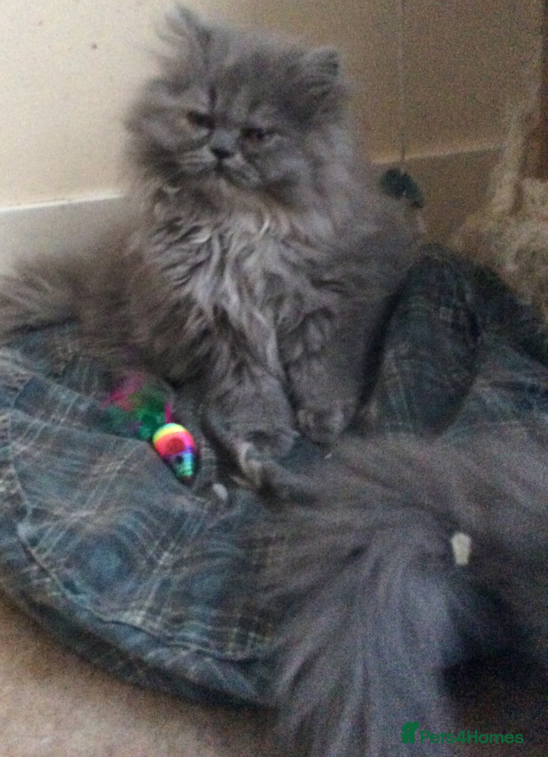 Persian cats for sale: White Persian/Blue Cream Persian Kittens for sale - Advert 17