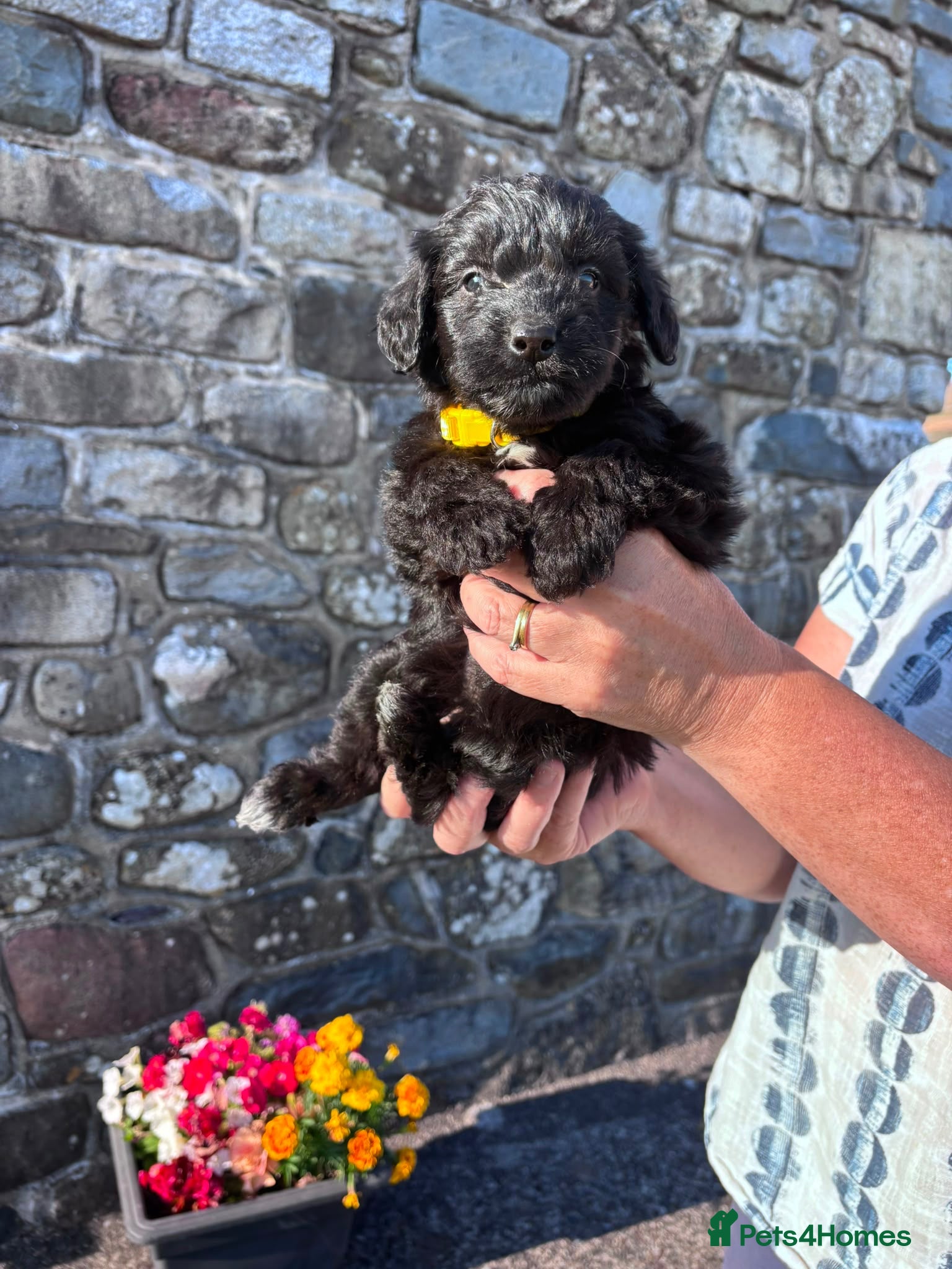 Bordoodle dogs 🐶😍Gorgeous Borderdoodle Puppies😍🐶 - Advert 6