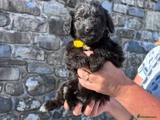 Bordoodle dogs 🐶😍Gorgeous Borderdoodle Puppies😍🐶 - Advert 6