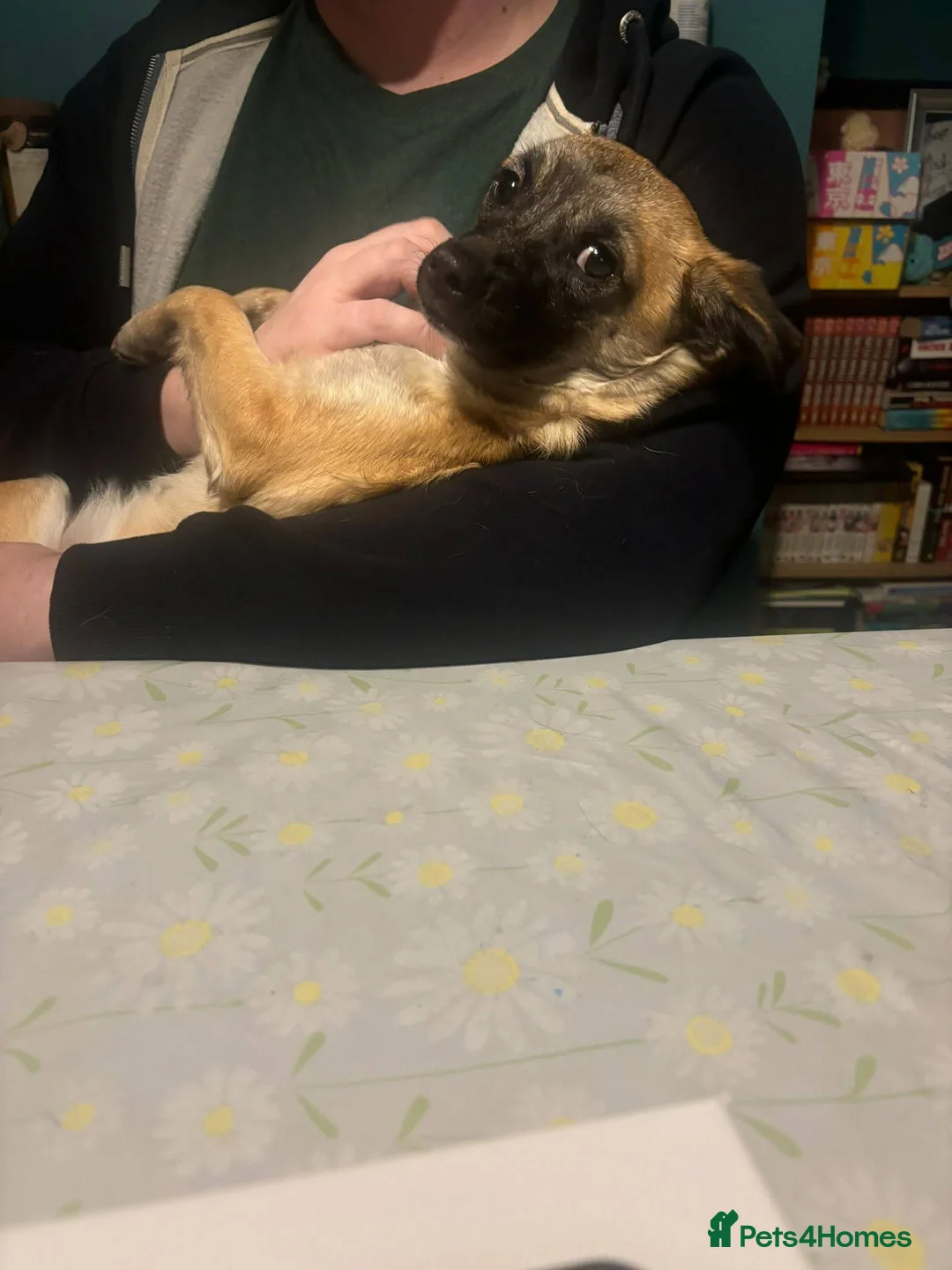 Mixed Breed dogs for adoption: Meet Foxy, currently residing in Barnsley  - Advert 3
