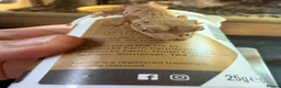 Gecko reptiles for sale: Happiny the Crested Gecko - Advert 4