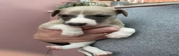 Whippet dogs for sale: 1 Gorgeous KC Reg Whippet Puppy - now reserved - Advert 27
