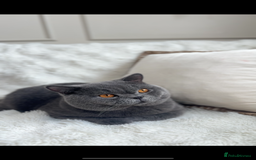 British Shorthair cats for stud: Proven stud british shorthair - Image 3