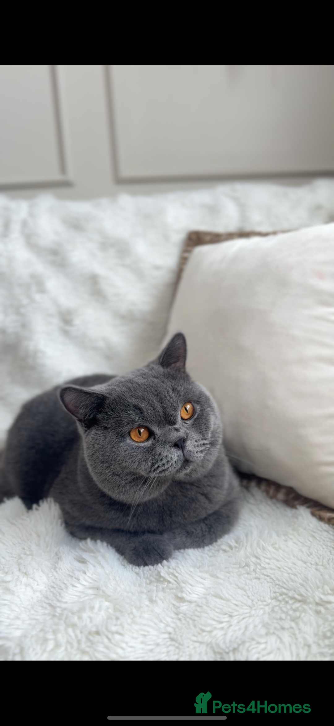 British Shorthair cats for stud: Proven stud british shorthair - Image 3