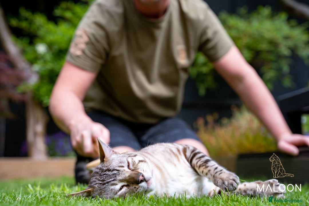 Bengal cats for sale: Majestic Blue-eyed Snow Bengal-TICA-Champion line - Image 12