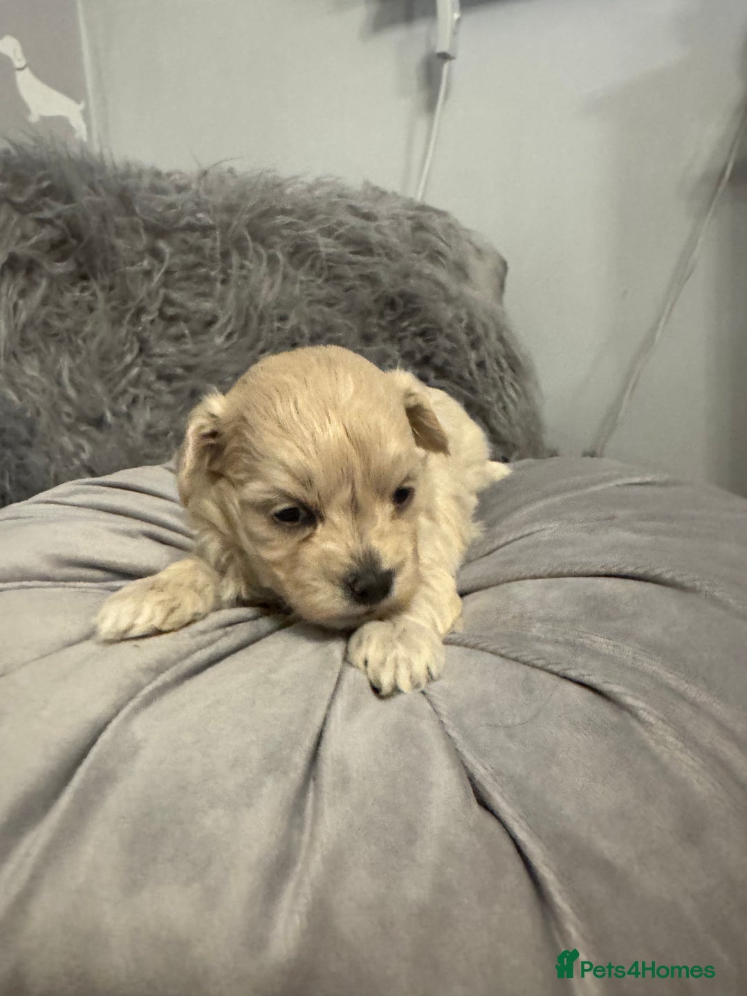 Maltipoo dogs for sale: Teddy bear maltipoo puppies  - Advert 10