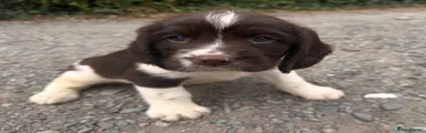 English Springer Spaniel 5