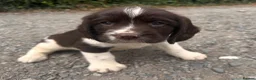 English Springer Spaniel dogs for sale: Working English Springer Spaniel Puppies - Advert 22