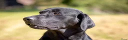 Labrador Retriever dogs for stud: Black Labrador Stud - Carries Yellow - Advert 6