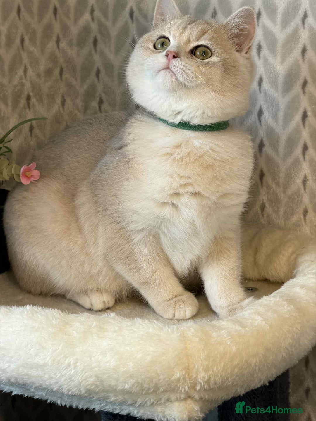 British Shorthair cats for sale: ⭐️TICA chunky golden BRITISH SHORTHAIR  - Advert 10