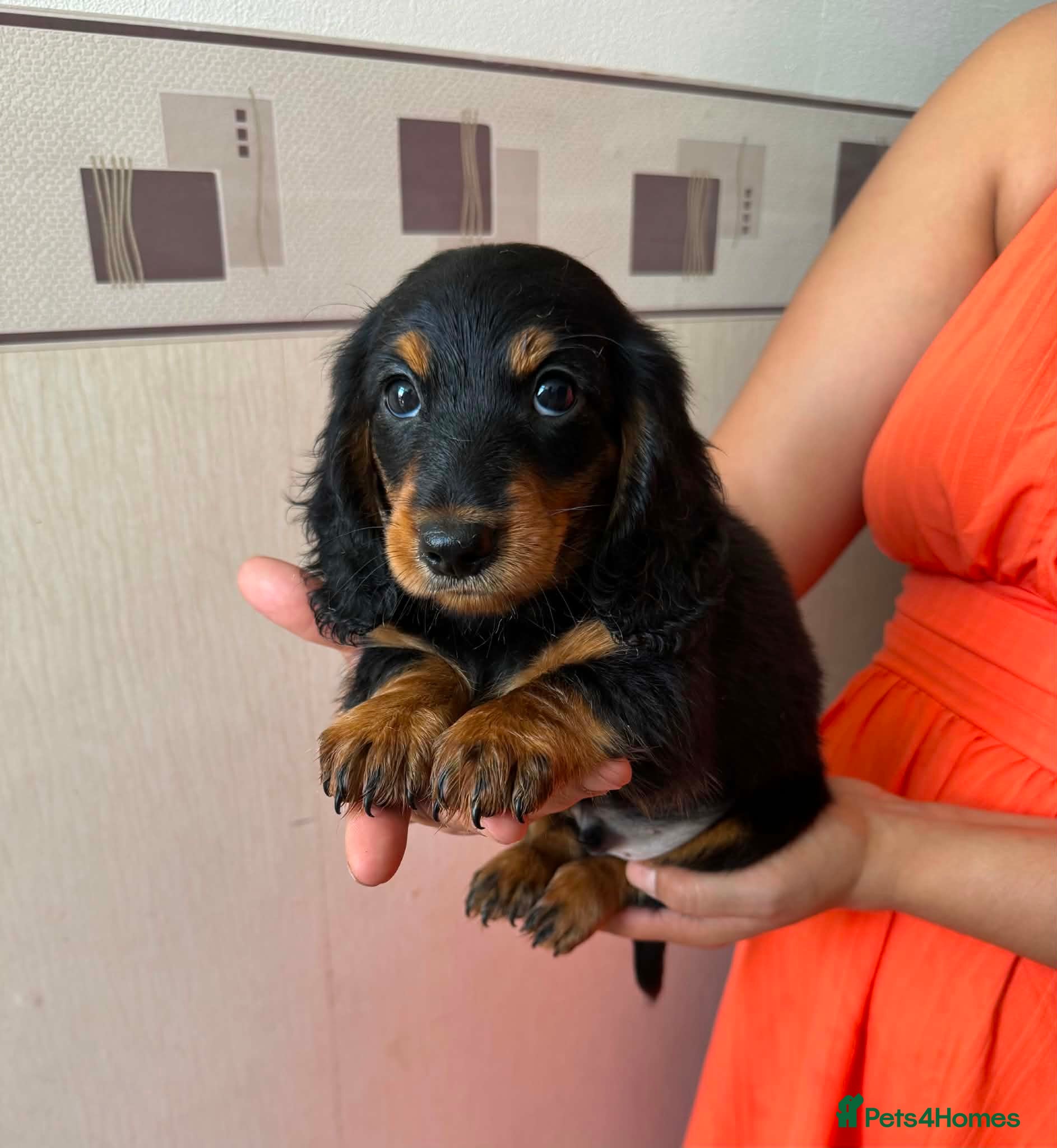 Miniature Dachshund dogs Long haired miniature dachshund  - Advert 4