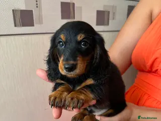 Miniature Dachshund dogs Long haired miniature dachshund - Advert 4