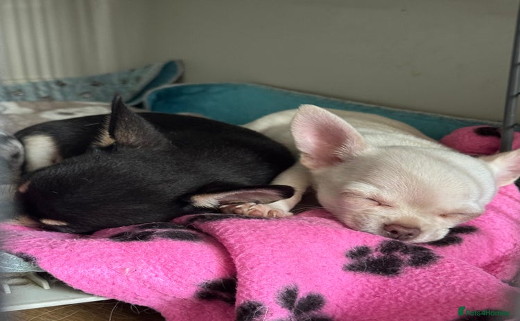 Chihuahua dogs - Advert 1