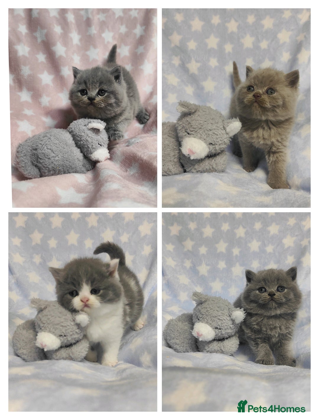 British Shorthair cats for sale: GCCF Registered Chunky British Shorthair Kittens  - Advert 1