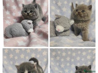 British Shorthair cats GCCF Registered Chunky British Shorthair Kittens - Advert 3