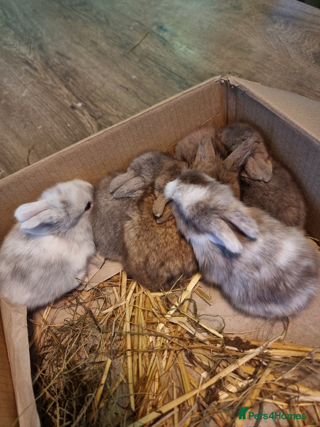 Mini Lion Lop rabbits for sale: Beautiful Mini lion lops ready for  **   - Advert 2