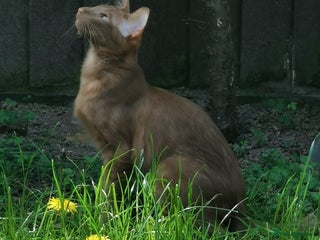 Oriental cats Stunning Cinnamon Oriental Longhair boy - Advert 3