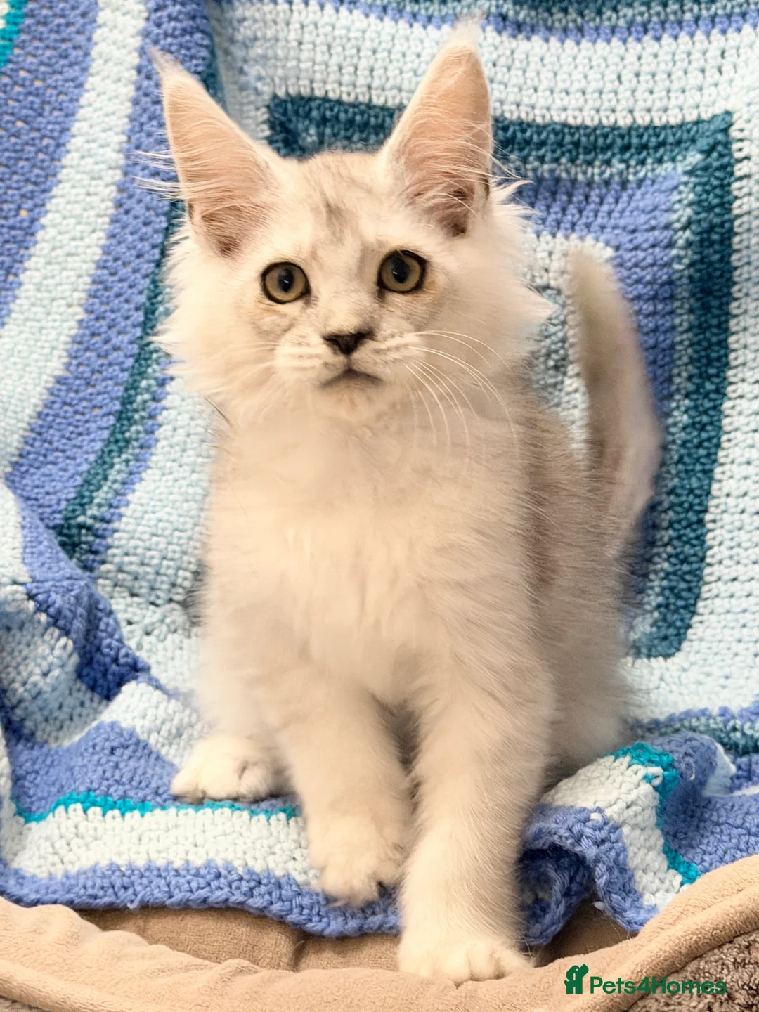 Maine Coon cats for sale: 🐾💠 *TICA REG* SILVER MAINE COON KITTENS 💠🐾 - Advert 6