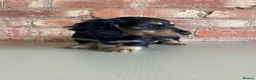 Miniature Dachshund dogs for sale: Exceptional KC Registered Miniature Dachshunds  - Advert 11
