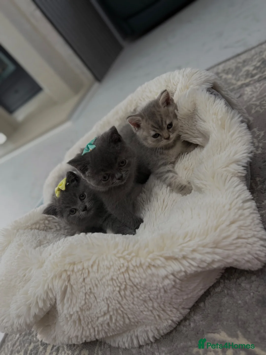 British Shorthair cats for sale: British shorthair kittens  - Advert 2