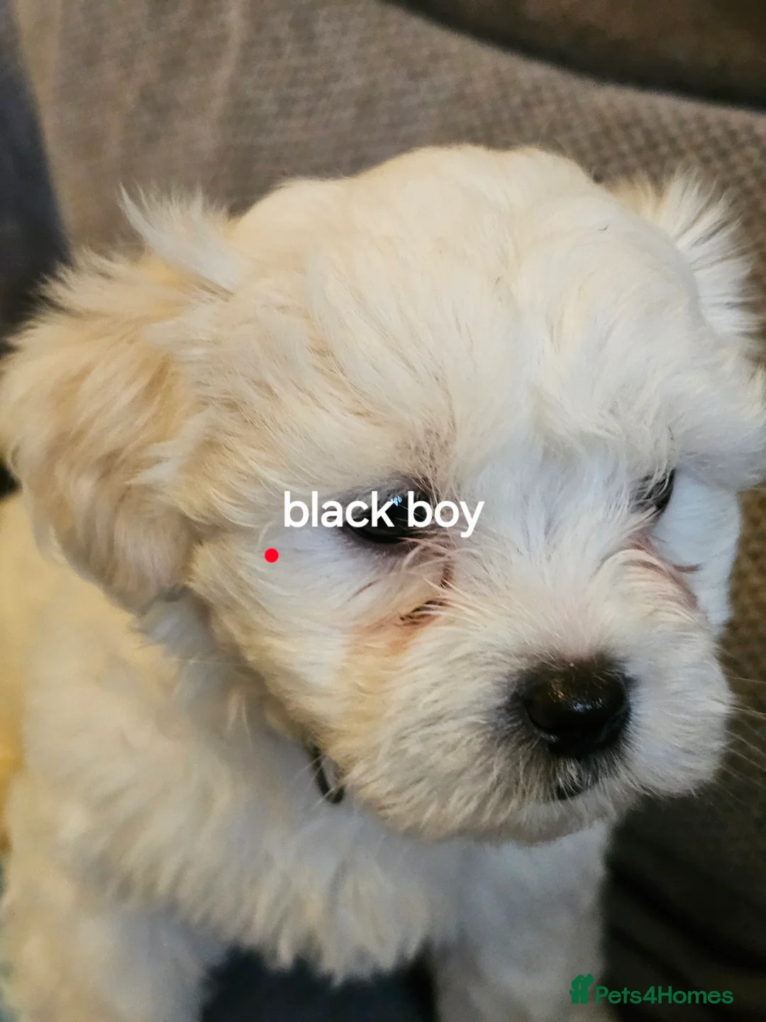 Malshi dogs for sale: GORGEOUS MALSHI PUPPIES AVAILABLE - Advert 5