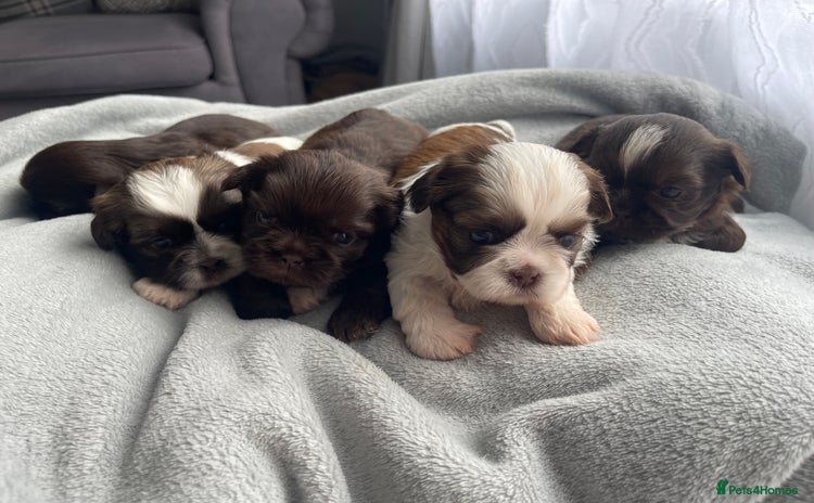 Shih Tzu dogs - Advert 1