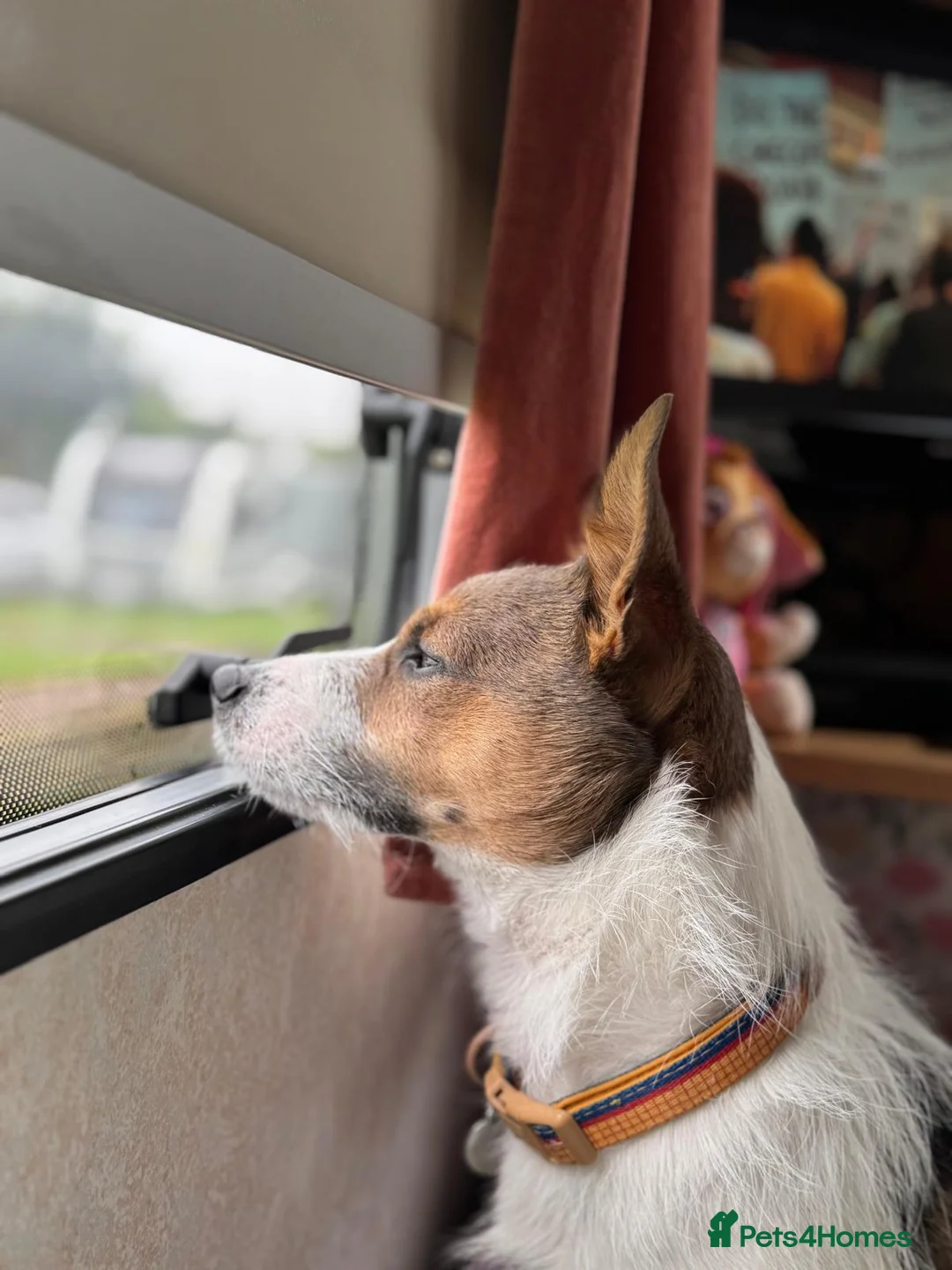 Jack Russell dogs for stud: Proven Small Jack Russell for Stud - Advert 1