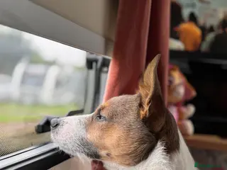 Jack Russell dogs Proven Small Jack Russell for Stud - Advert 18