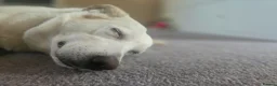 Borador dogs for sale: Murphy  in Southampton - Advert 2