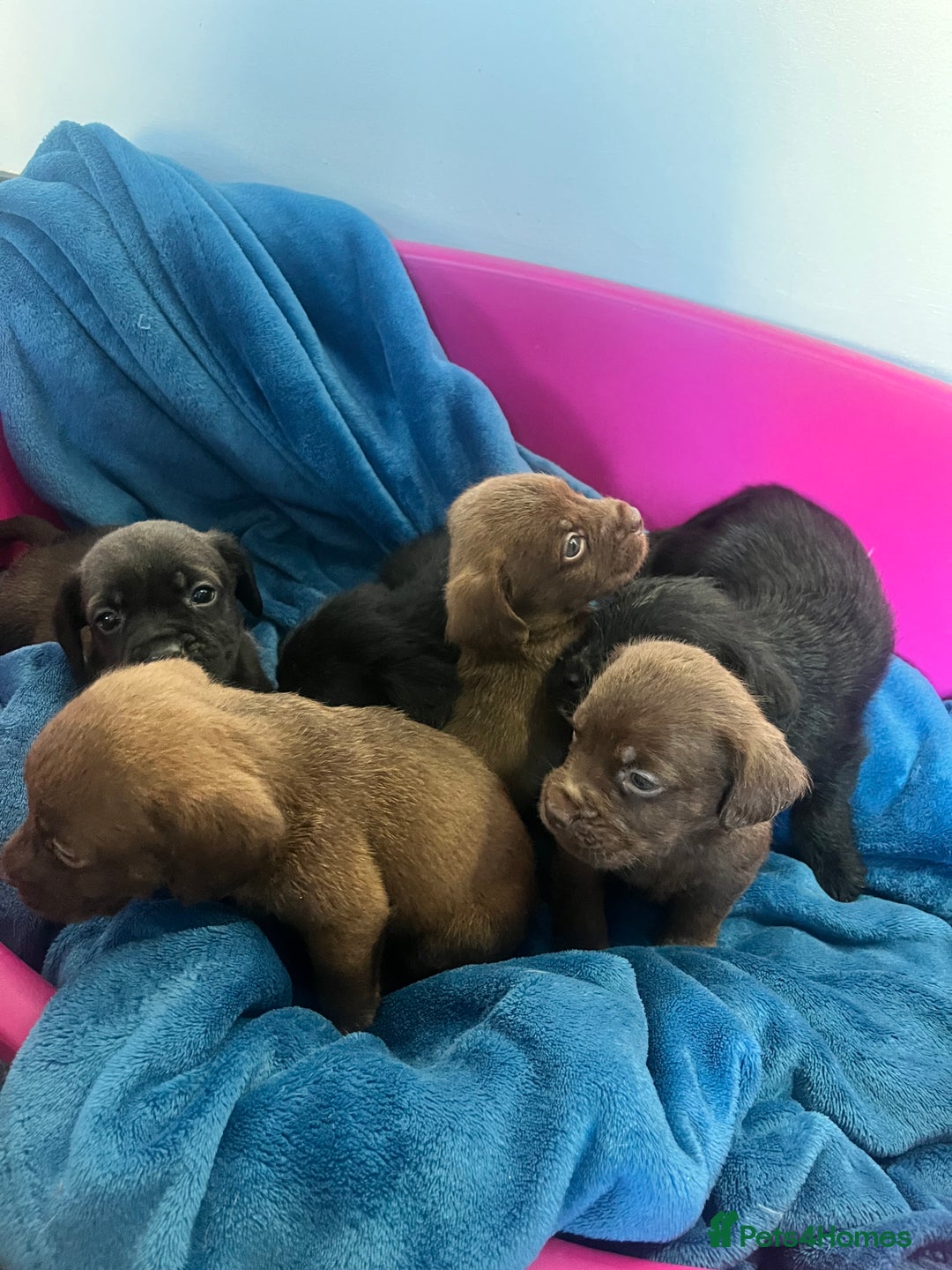 Cockapoo dogs for sale: Adorable cockapoo cross reduced last 2  - Image 17