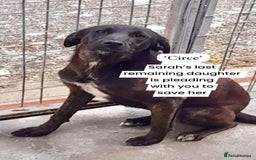 Mixed Breed dogs for adoption: Circe, approx 1 yr old. Available for adoption. - Image 5