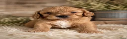 Cockapoo dogs for sale: Beautiful Multigen Cockapoo Puppies 🐶 - Advert 18