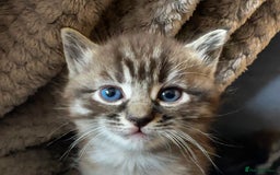 Persian cats for sale: ALL SOLD! PERSIAN-RAGDOLL KITTENS - Image 9
