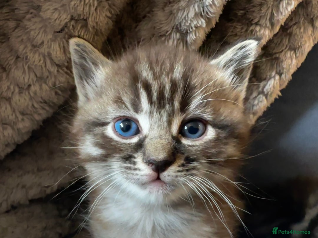 Persian cats for sale: ALL SOLD! PERSIAN-RAGDOLL KITTENS - Image 9