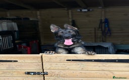 German Shepherd dogs for sale: Vonlisand Lunatic Tyson aka Brock  - Image 3