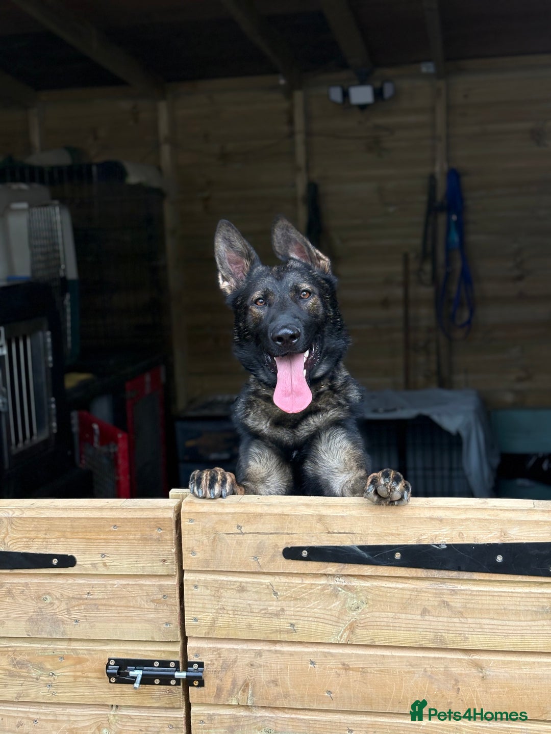 German Shepherd dogs for sale: Vonlisand Lunatic Tyson aka Brock  - Image 3