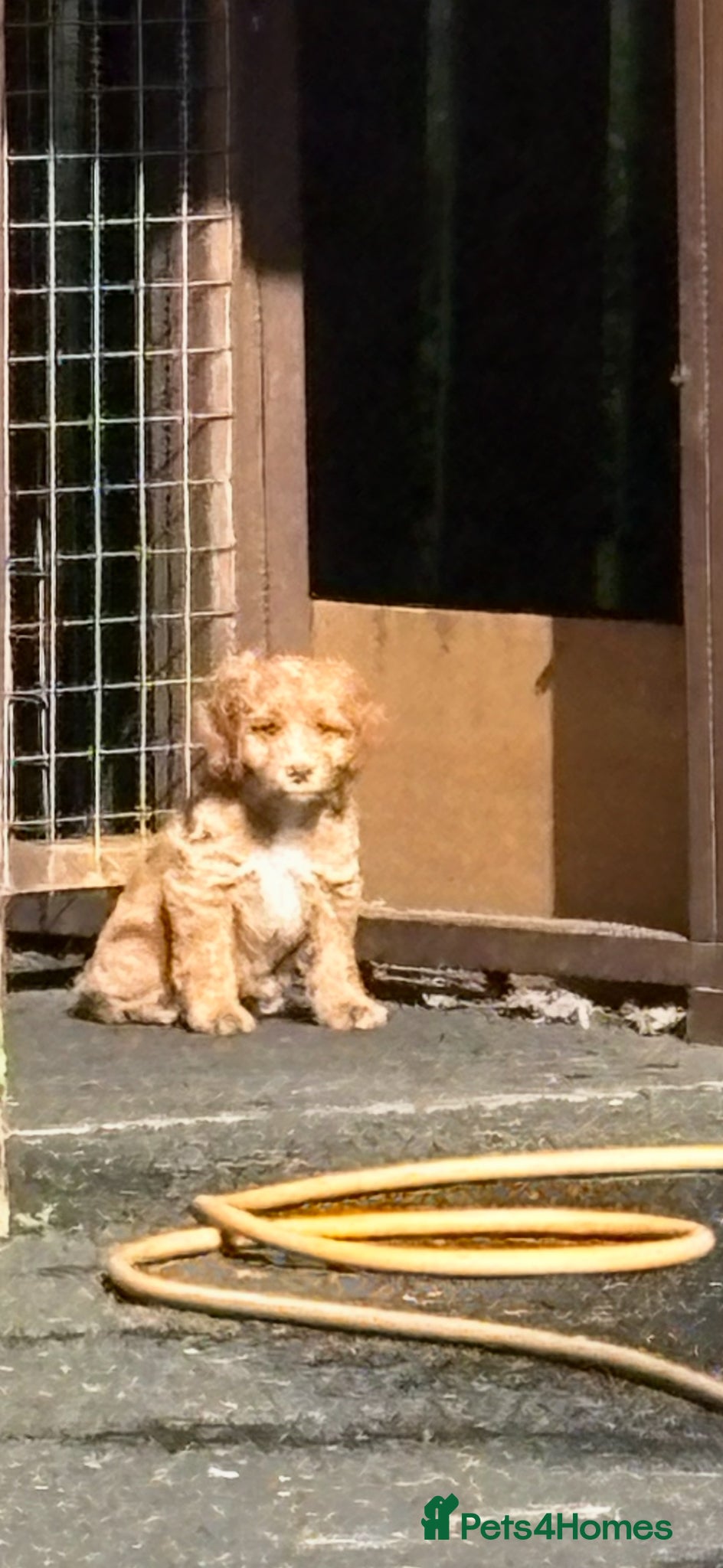 Cockapoo dogs Beautiful health tested cockapoo puppies - Advert 2