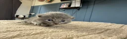 Mixed Breed cats for sale: Rag doll mix kittens bsh mixed kittens  - Advert 9
