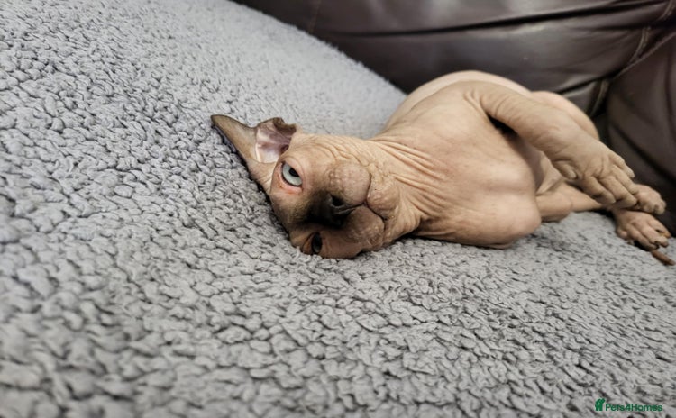Sphynx cats - Advert 3