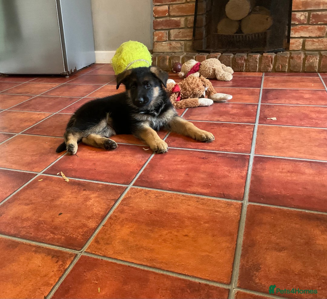 German Shepherd dogs for sale: 25 years experience  breeding German Shepherds - Image 12