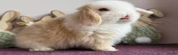 Mini Lop rabbits for sale: Mini lop boys and girls  - Advert 3