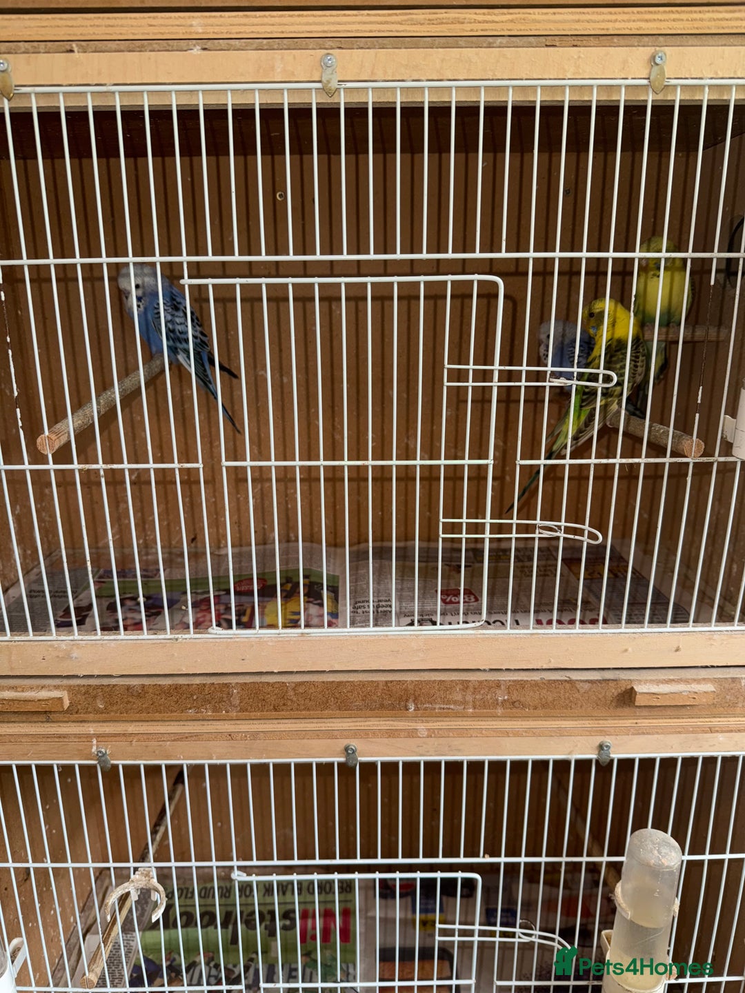 Cockatiels birds for sale: Baby budgies  - Advert 3