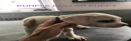 American Bulldog dogs for sale: American Bulldog puppies - Advert 4