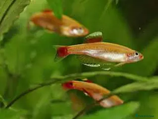 Minnows fish Gold white cloud mountain minnows - Advert 3