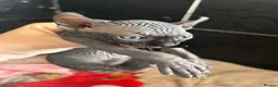 Sphynx cats for sale: Canadian x Elf Sphynx Kittens - Advert 14