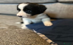 Border Collie dogs for sale: Border Collie puppies for sale - Image 14