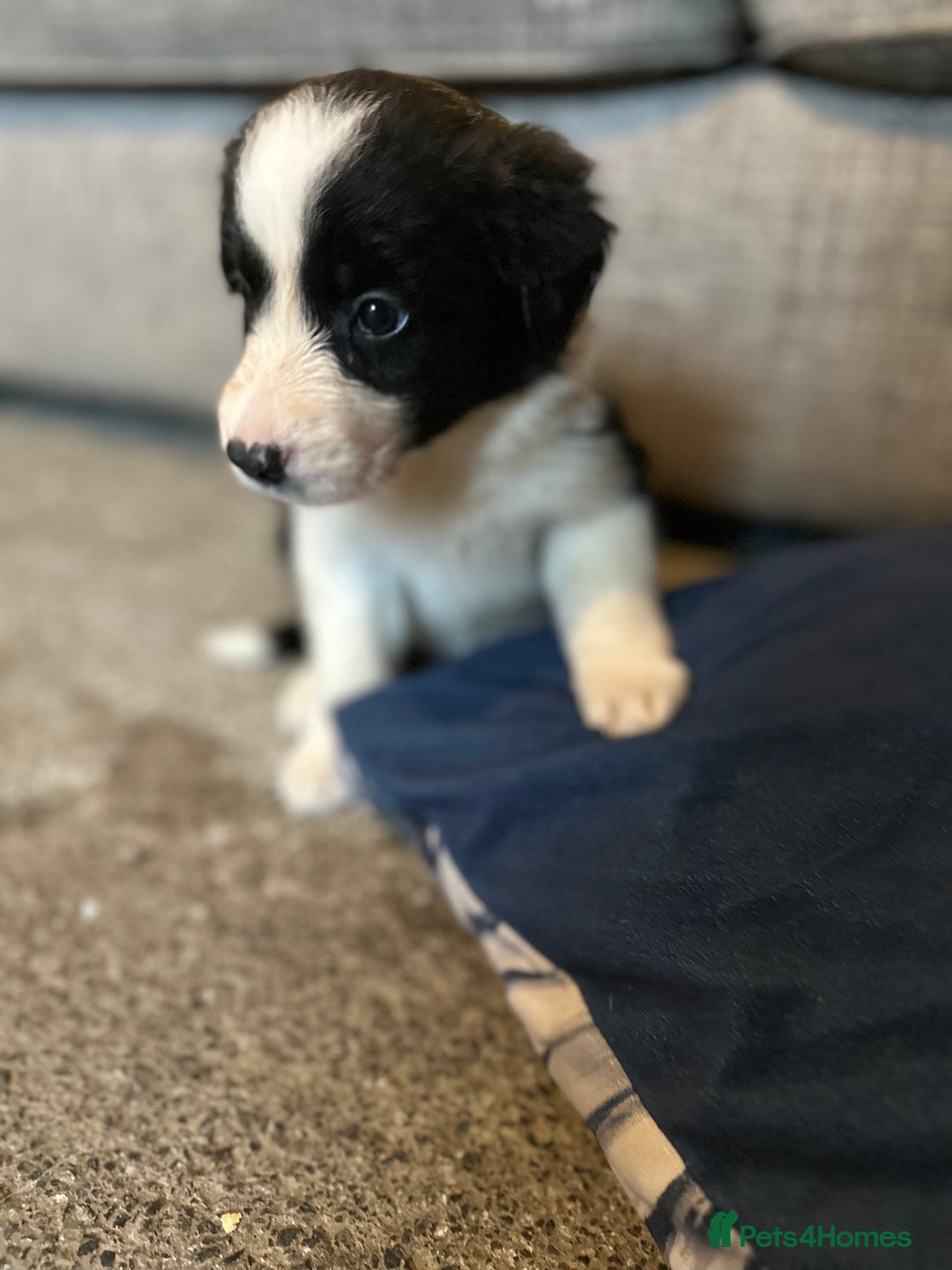 Border Collie dogs for sale: Border Collie puppies for sale - Image 14