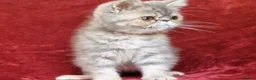 Exotic cats for sale: Stunning exotic/persian kittens - Advert 9