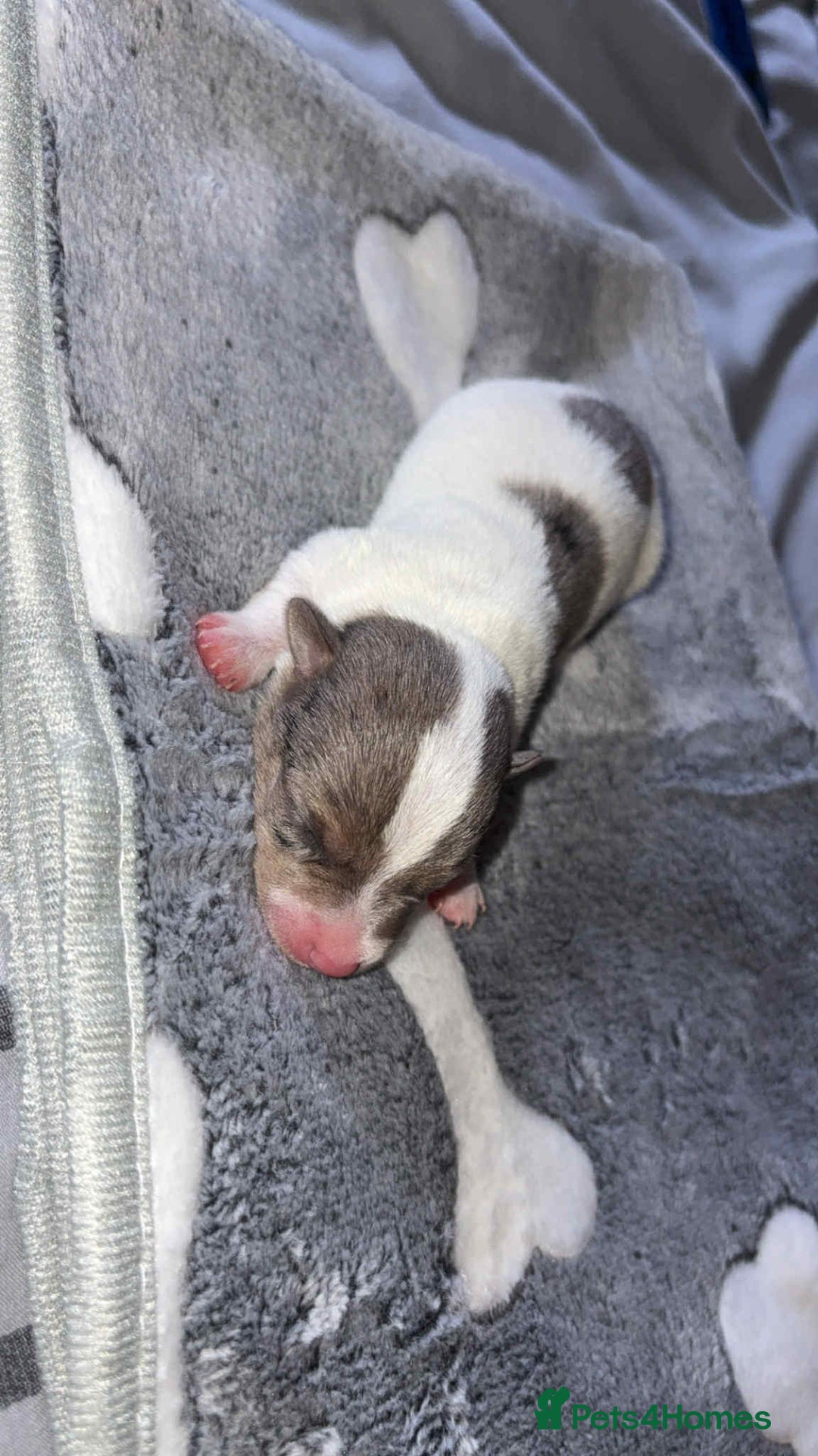 Jack Russell dogs for sale: Jack russell puppies  - Image 7