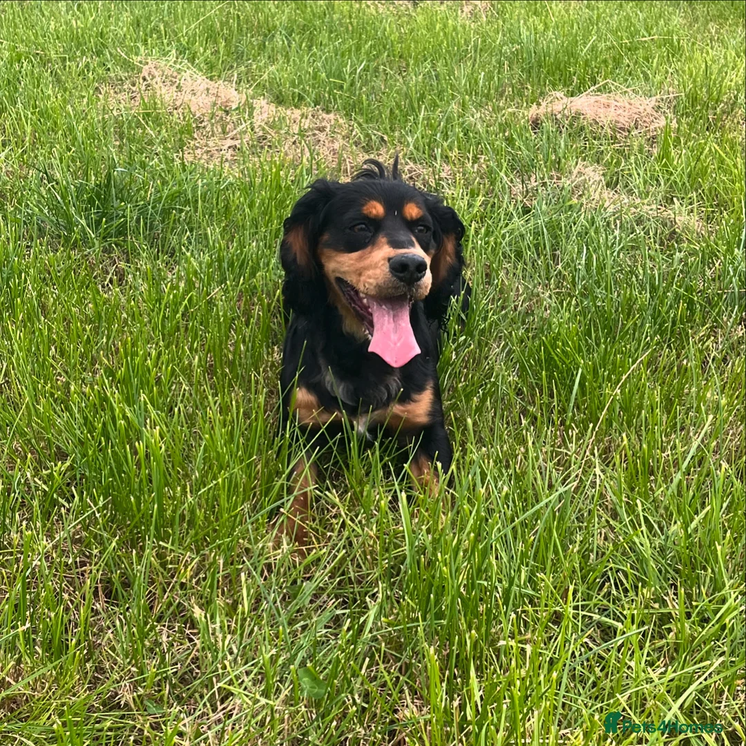 Cocker Spaniel dogs for stud: KC reg Black & Tan Cocker Stud - Advert 11